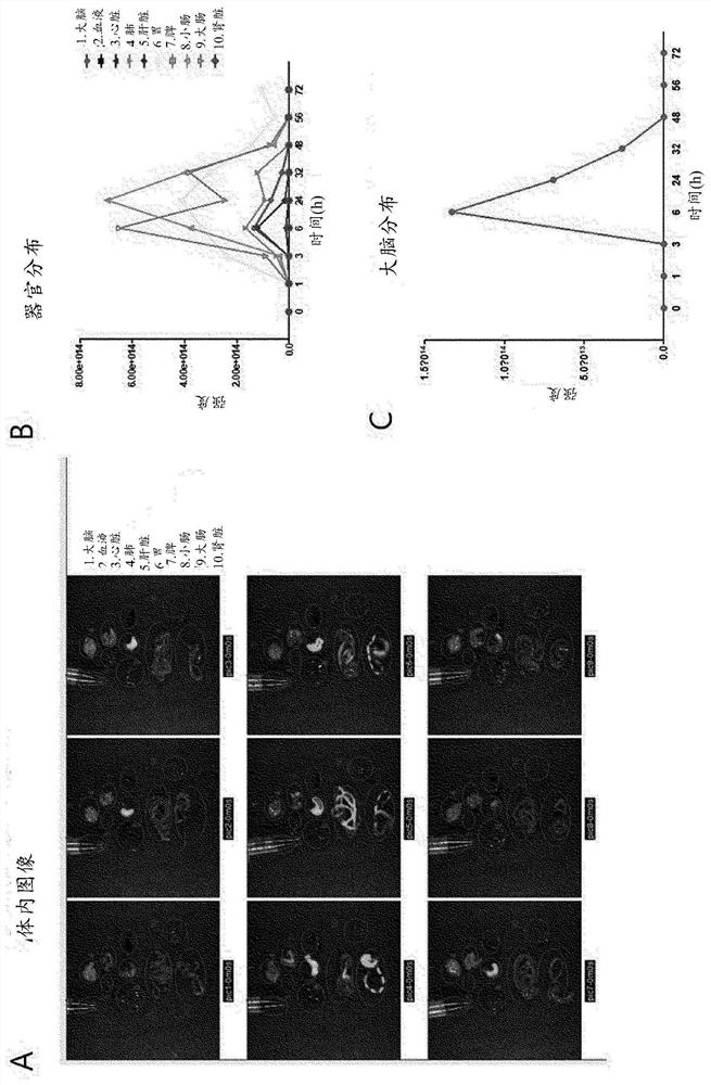 Composition for preventing or treating neurological or psychiatric disorders comprising extracellular vesicles derived from lactobacillus paracasei
