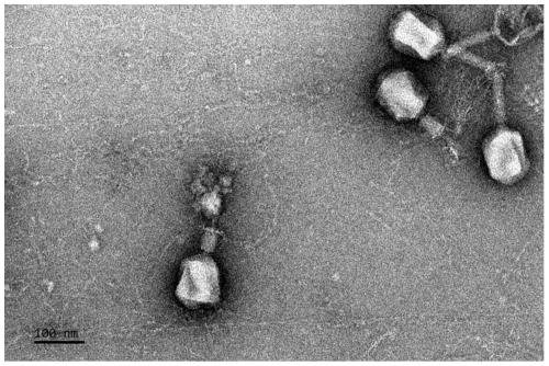 Shigella dysenteriae phage SSE1 and application thereof