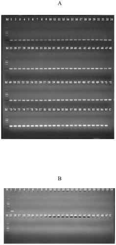 Novel specific molecular targets for identifying salmonella and rapid detection method thereof