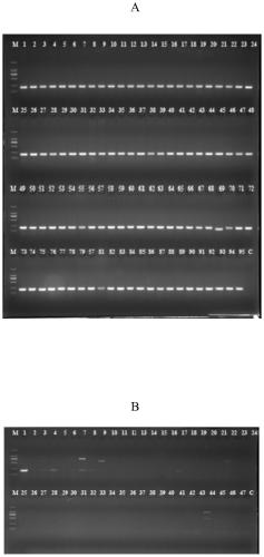 Novel specific molecular targets for identifying salmonella and rapid detection method thereof