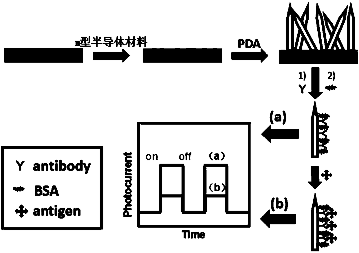 Application of polydopamine-modified n-type semiconductor materials in the construction of optoelectronic immunosensors