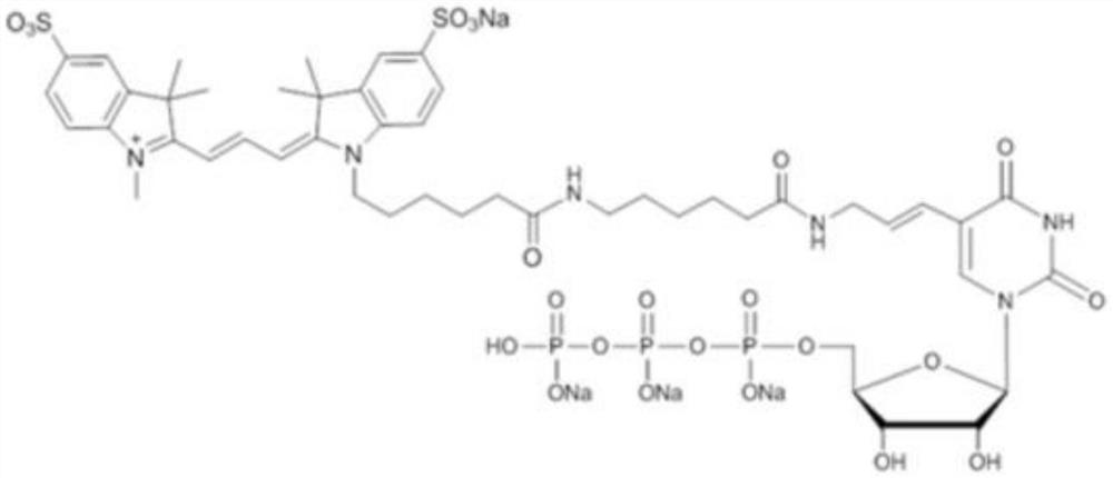 Fluorescence labeling-based uridine monophosphate acidification detection method
