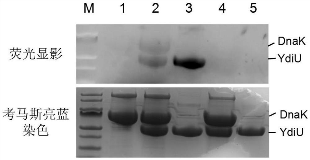 Fluorescence labeling-based uridine monophosphate acidification detection method