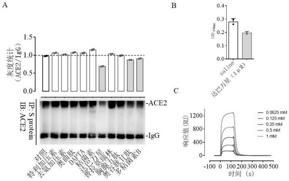 Application of dalbavancin in the preparation of drugs for inhibiting the combination of sars-cov-2 and ace2