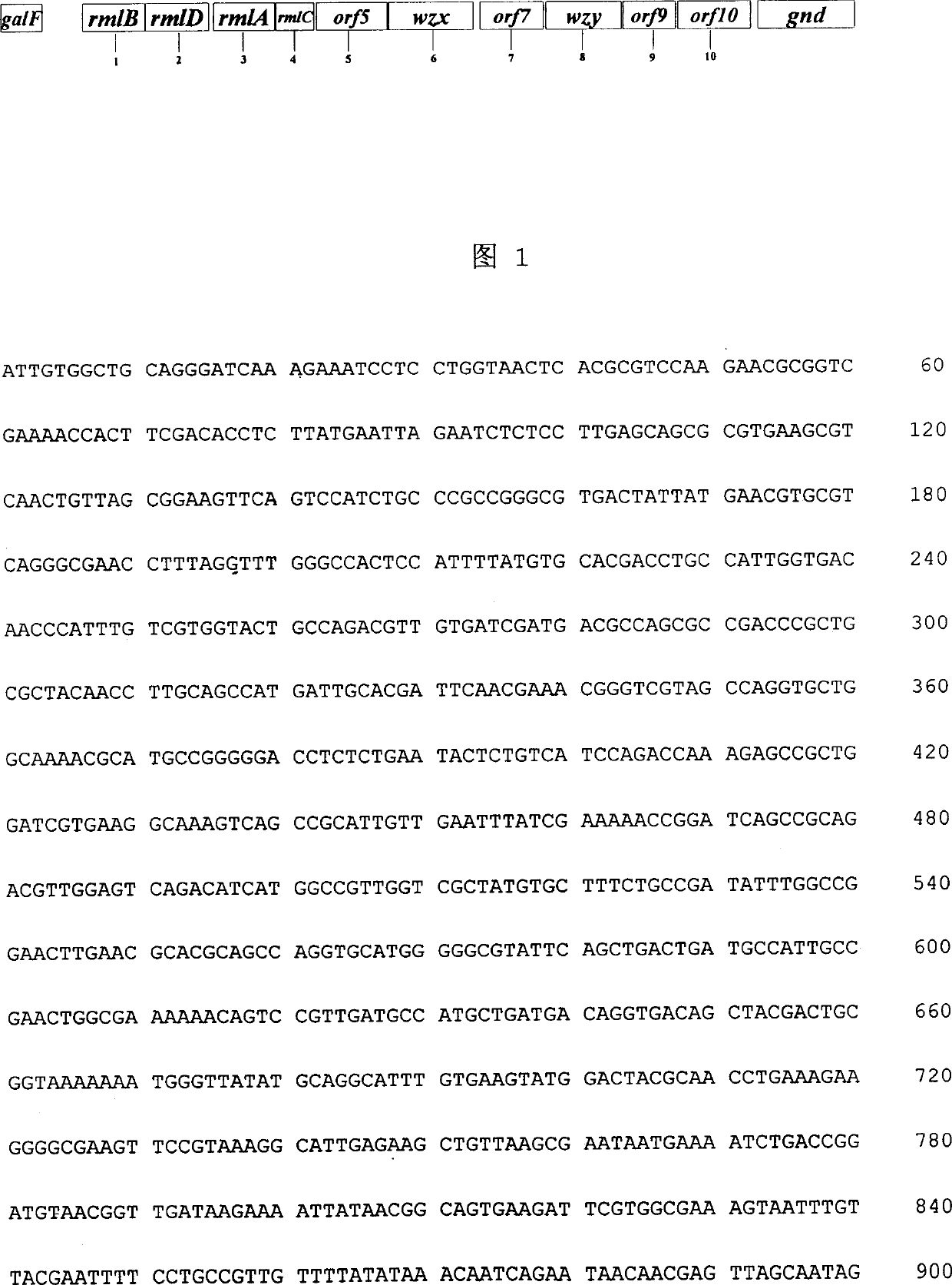 Nucleotide with specificity to o-antigen of type-12 shigella shigae and colibacillus 0152