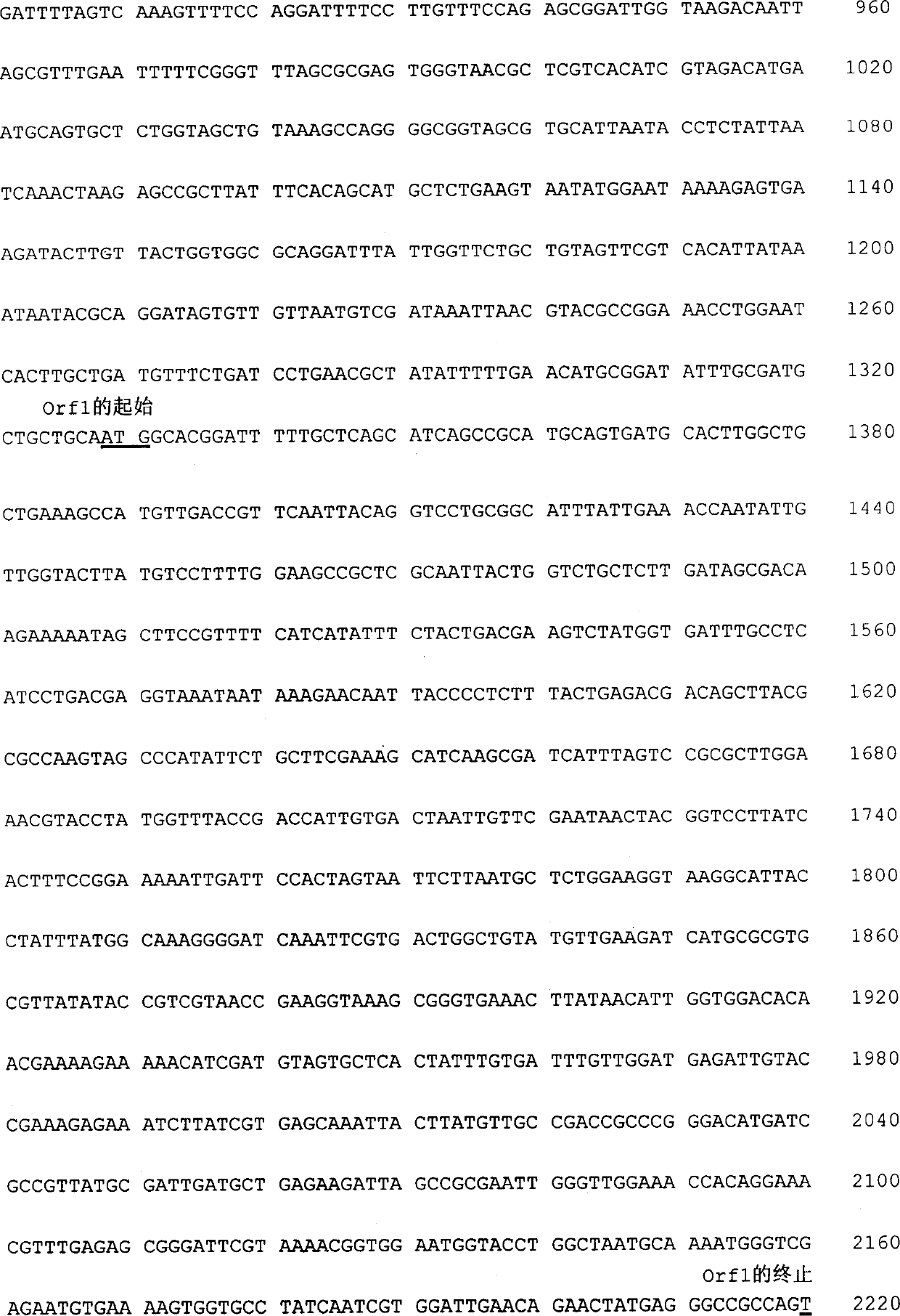 Nucleotide with specificity to o-antigen of type-12 shigella shigae and colibacillus 0152