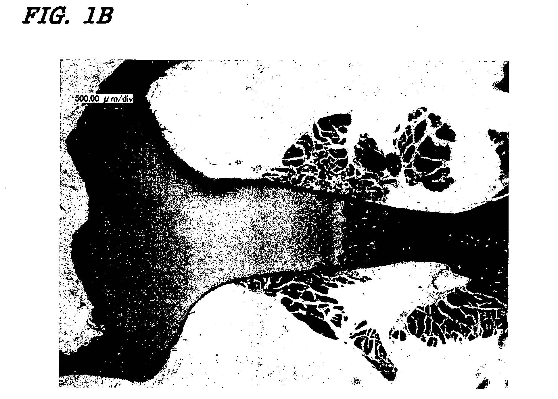 Bone repairing material using a chondrocyte having the potential for hypertrophy and a scaffold
