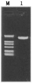 Hydrogen-oxidizing bacteria A06 with growth-promoting effect and separating method and application thereof