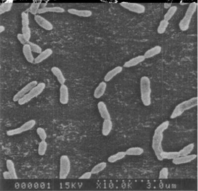 Hydrogen-oxidizing bacteria A06 with growth-promoting effect and separating method and application thereof