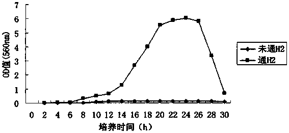 Hydrogen-oxidizing bacteria A06 with growth-promoting effect and separating method and application thereof