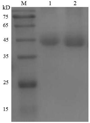 Subgroup A or B avian leukosis virus gp85 gene recombinant prokaryotic expression protein and purification method thereof, and applications