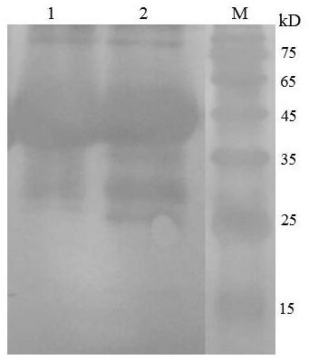 Subgroup A or B avian leukosis virus gp85 gene recombinant prokaryotic expression protein and purification method thereof, and applications