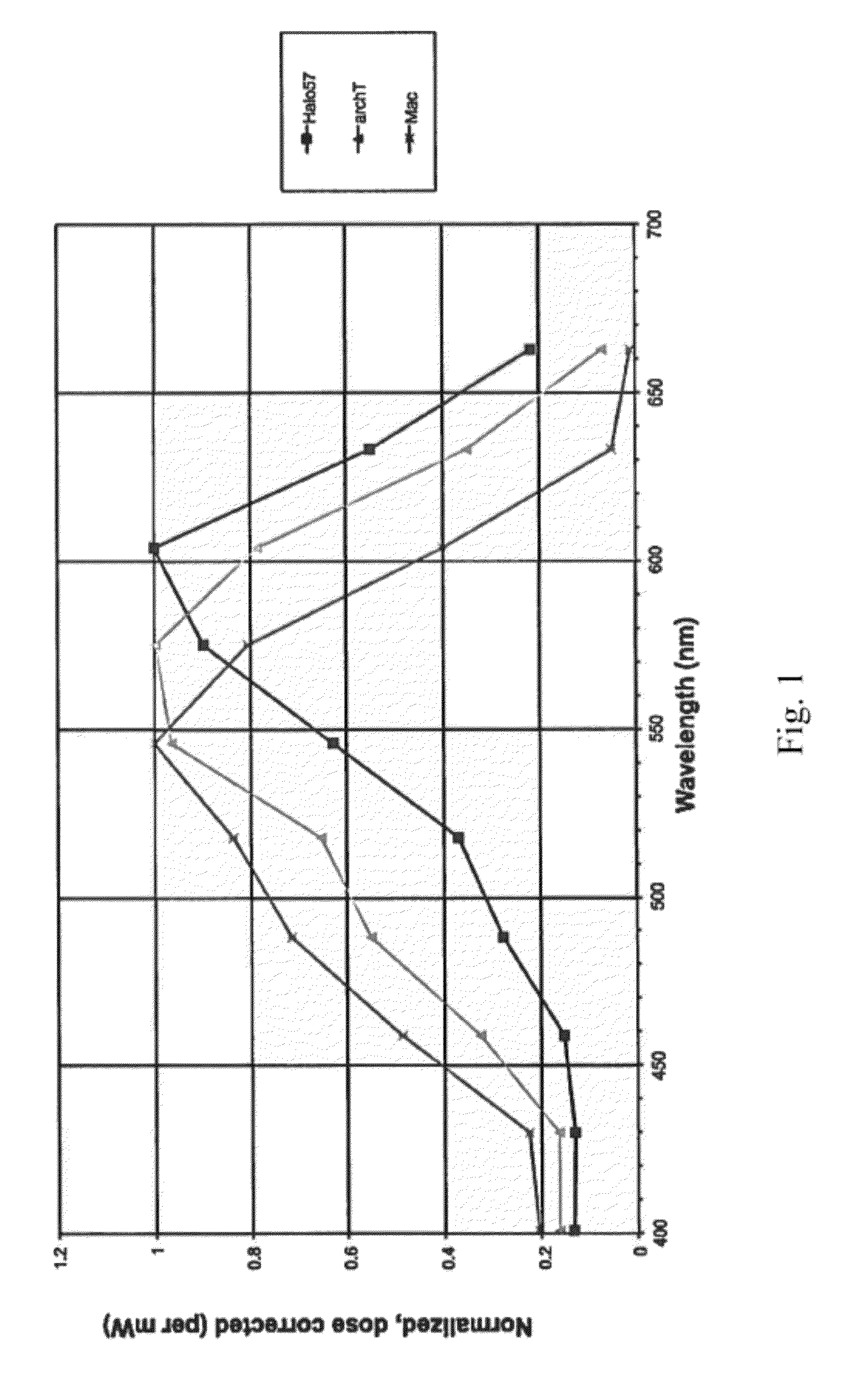 Red-shifted opsin molecules and uses thereof