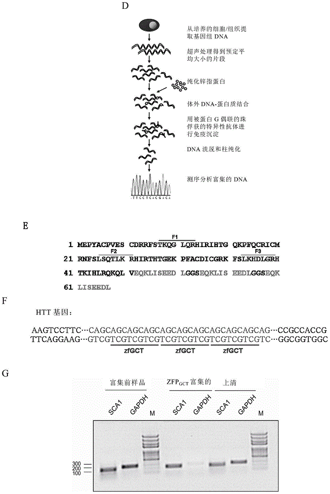 Method for detecting trinucleotide repeated sequence of mammal genome and application thereof