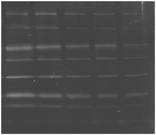 A kind of ring metal iridium complex and its preparation method and its application as protein staining agent