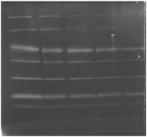 A kind of ring metal iridium complex and its preparation method and its application as protein staining agent