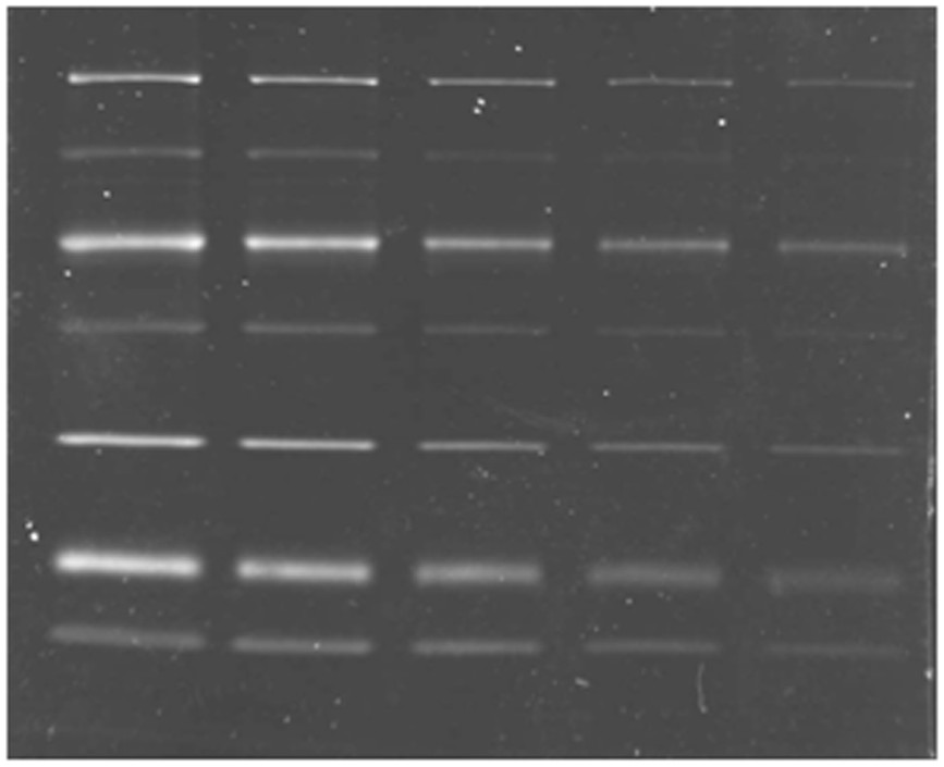 A kind of ring metal iridium complex and its preparation method and its application as protein staining agent