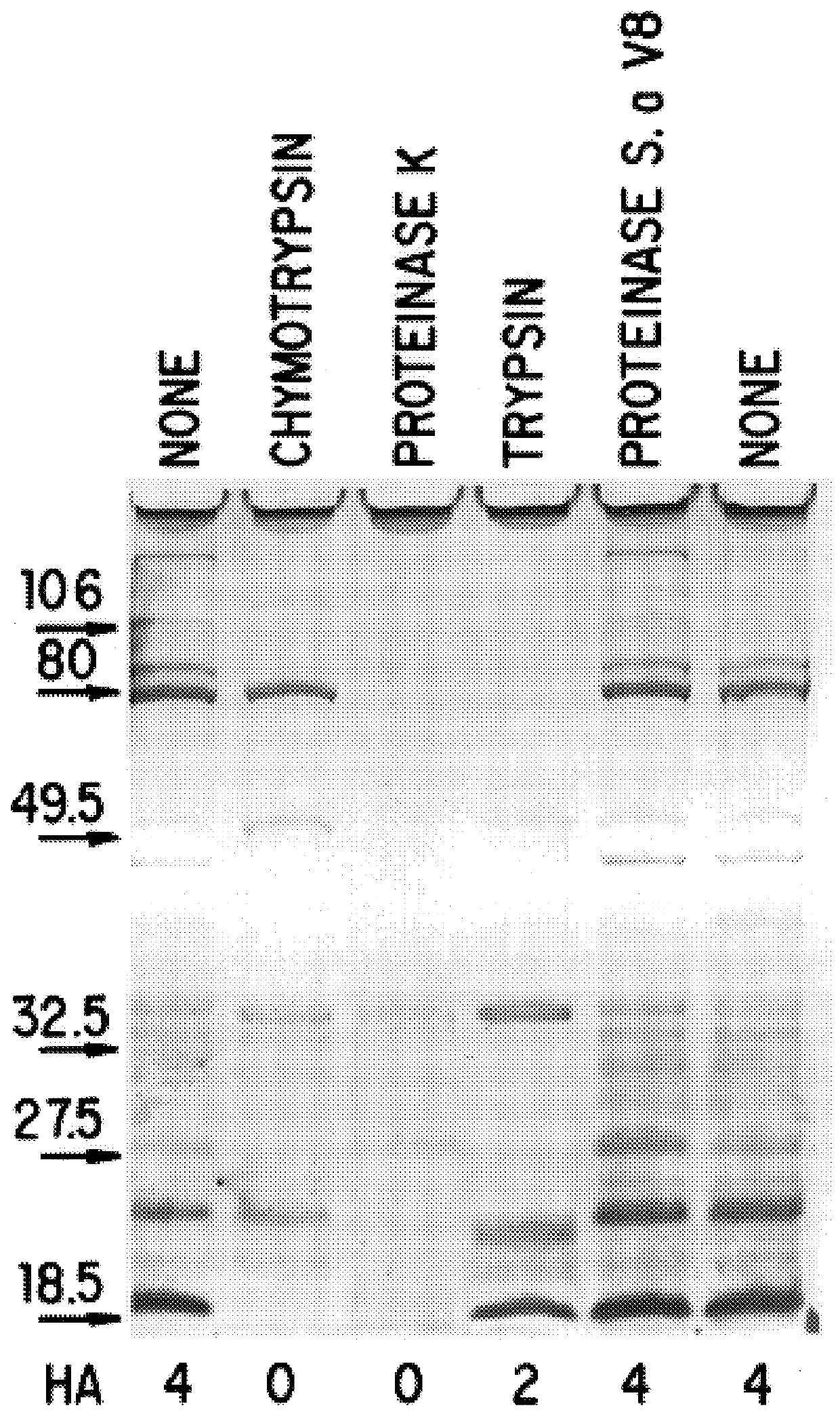 Moraxella catarrhalis outer membrane protein-106 polypeptide, gene sequence and uses thereof