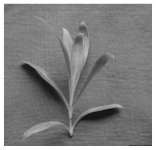 High-retainment dianthus caryophyllus seedling breeding method