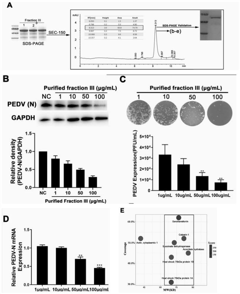 Application of calpain protein-1 in resisting porcine epidemic diarrhea virus infection