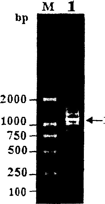 Molt-inhibiting hormone-1 protein of mitten crab