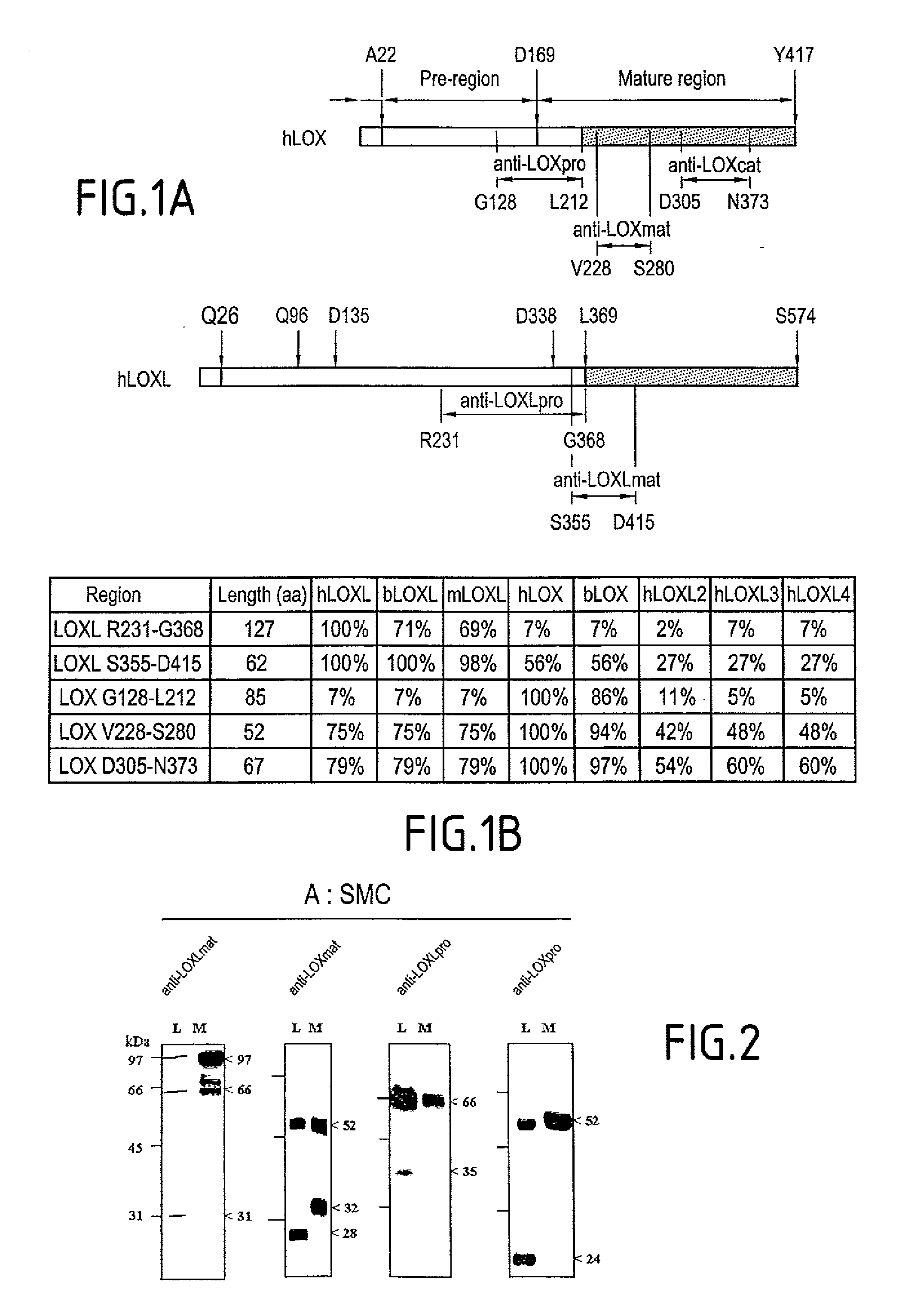 Stimulation of the synthesis and of the activity of an isoform of lysyl oxidase-like LOXL for stimulating the formation of elastic fibers.