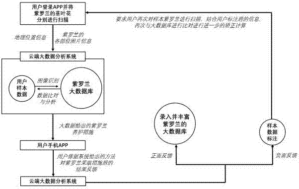 Household matthiola incana maintenance APP based on big data and image identification