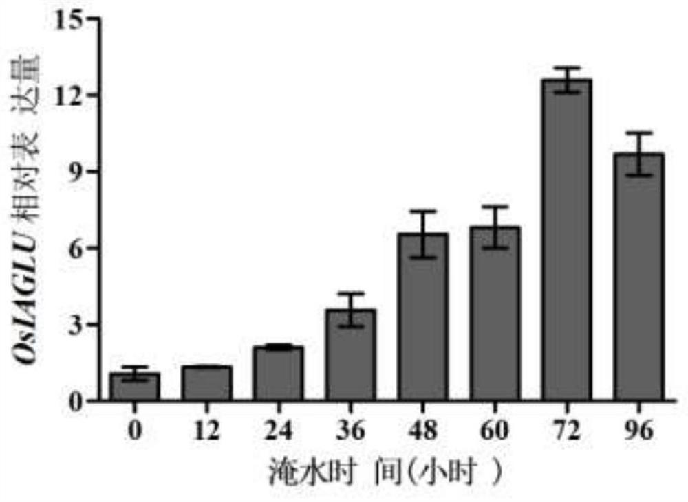 Application of Rice Auxin Glycosyltransferase Gene in Cultivation of Flood-tolerant Rice Varieties