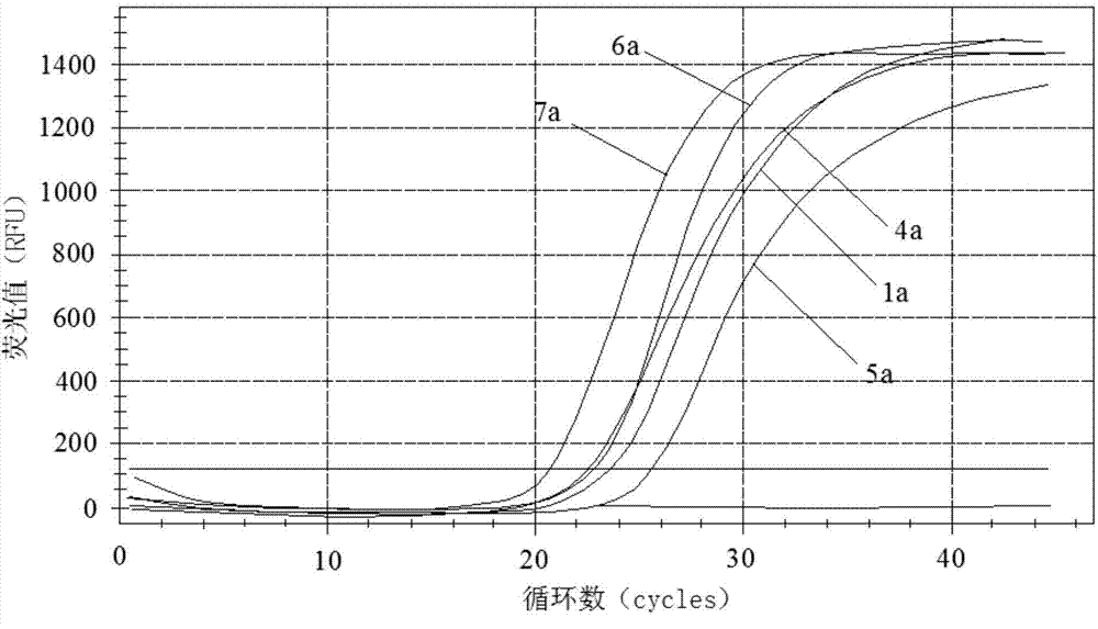 Primers, probe and kit used for detecting BK viruses (BKVs)