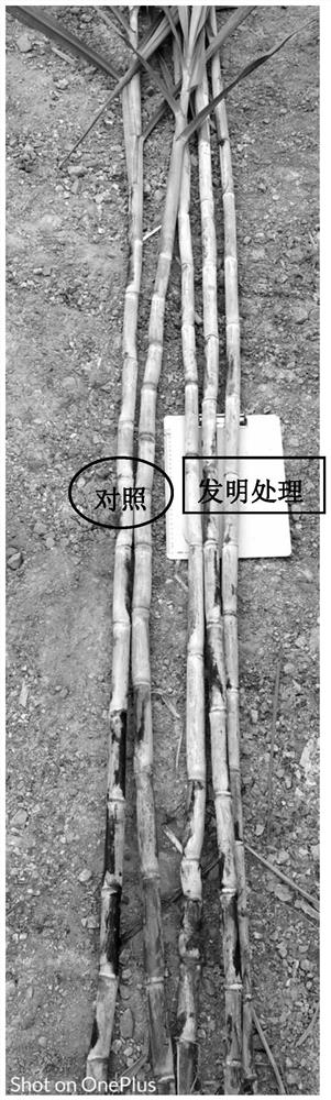 Cultivation method for promoting sugarcane tillering stem formation and internode sugar accumulation under continuous cropping obstacles