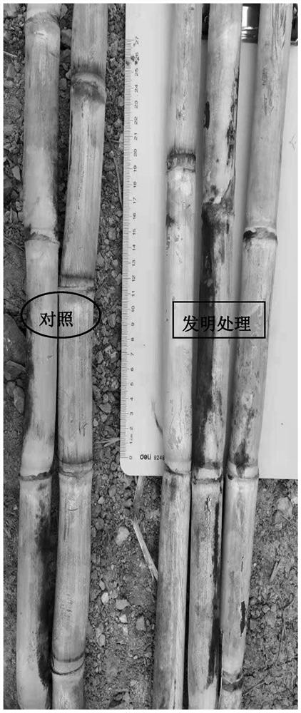 Cultivation method for promoting sugarcane tillering stem formation and internode sugar accumulation under continuous cropping obstacles