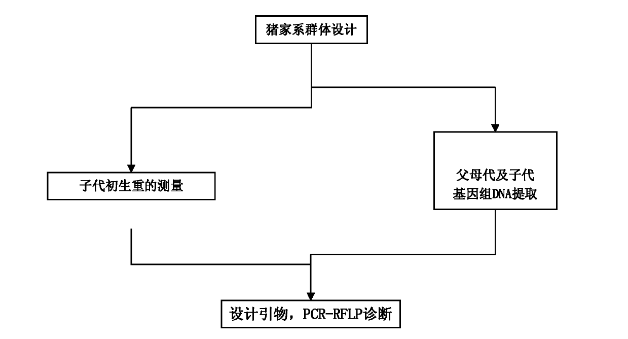 ABCF1 gene used as porcine birth weight character related molecular marker