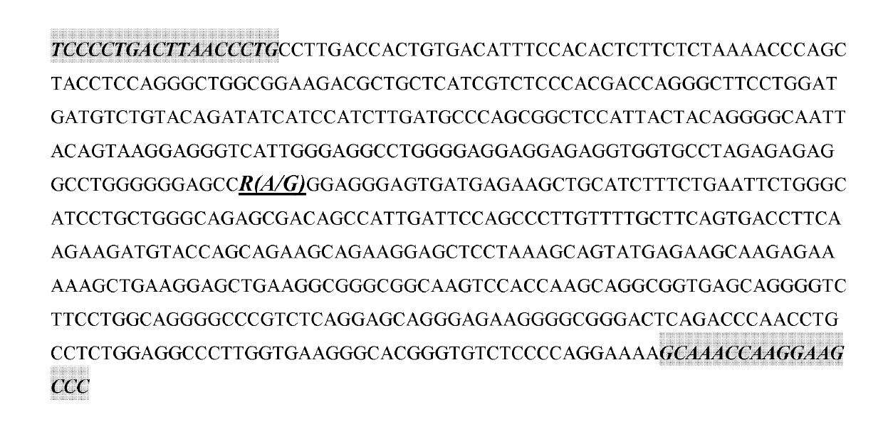 ABCF1 gene used as porcine birth weight character related molecular marker