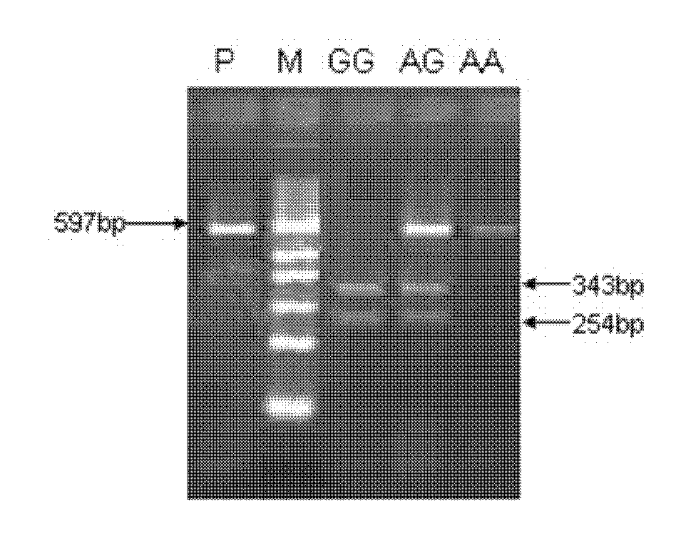 ABCF1 gene used as porcine birth weight character related molecular marker