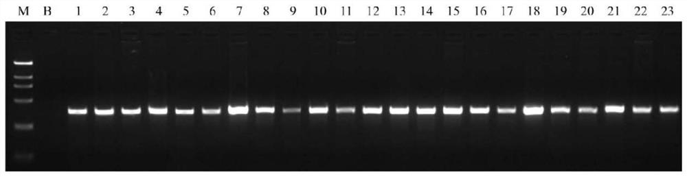 DNA metabarcoding detection target sequence, detection kit and detection method for screening animal provenance components in meat products