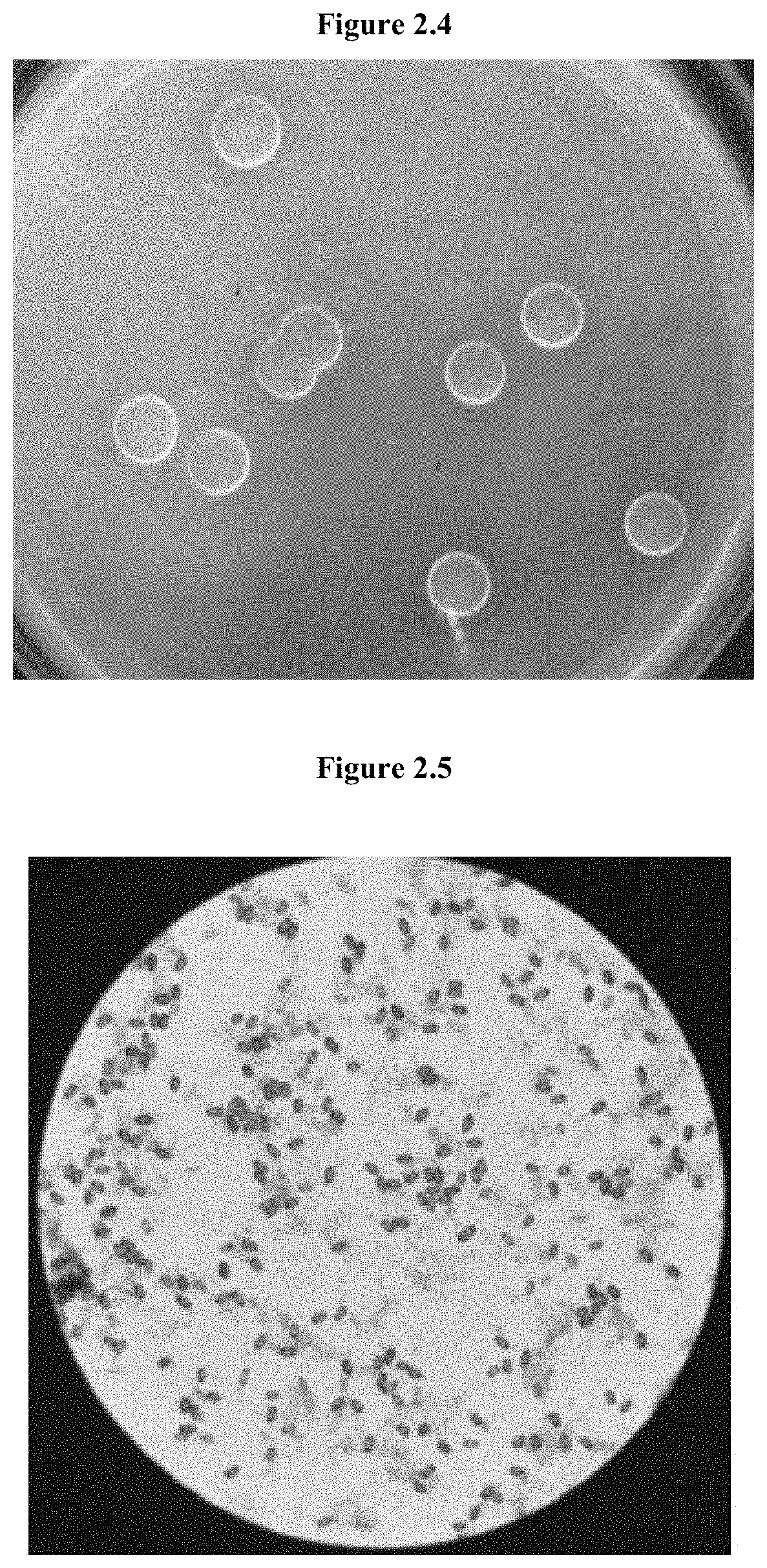 Bacillus mucilaginosus and high-density fermentation method and use thereof