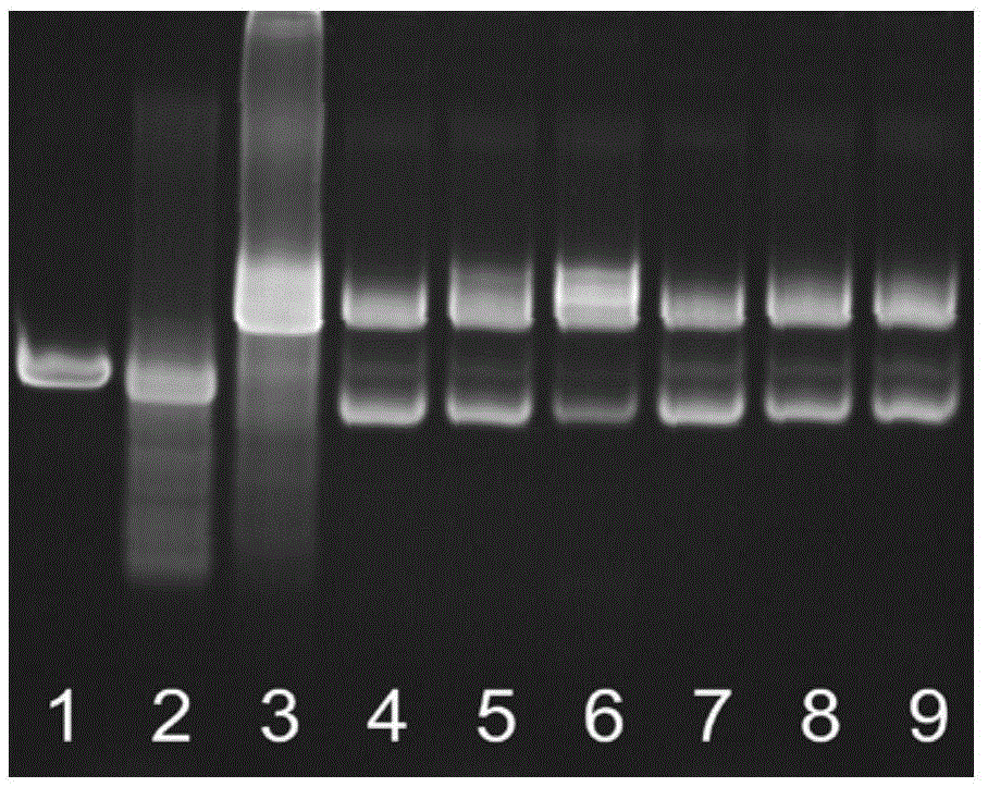 AgNCs/HpDNA probe based microRNA SDA (strand-displacement amplification) detection method