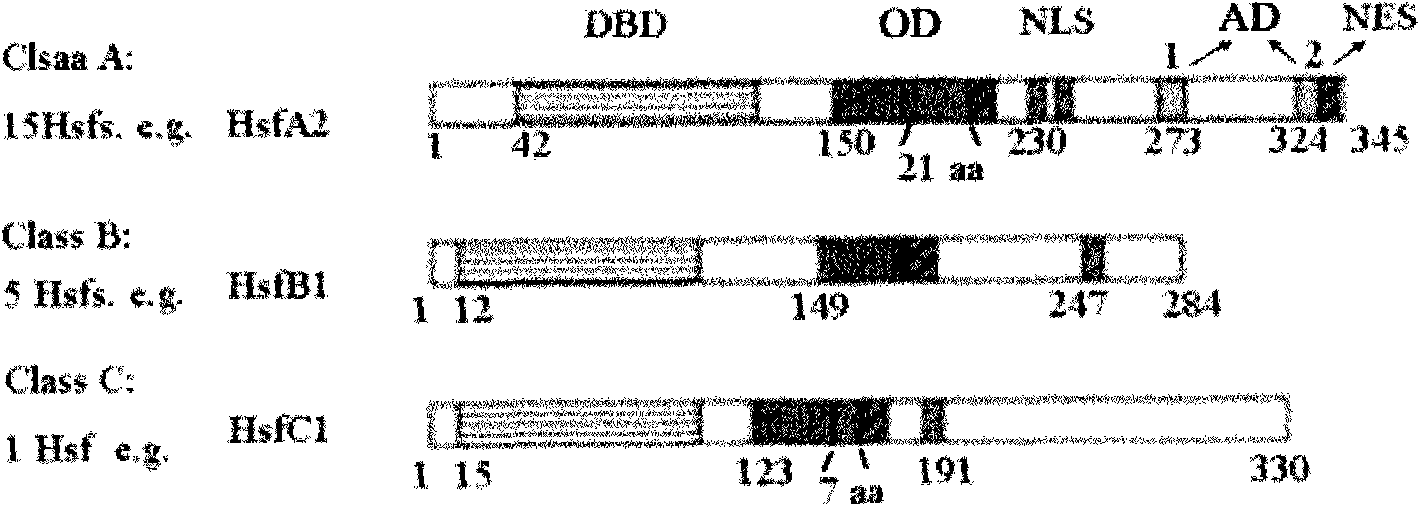 Heat shock transcription factor and application thereof