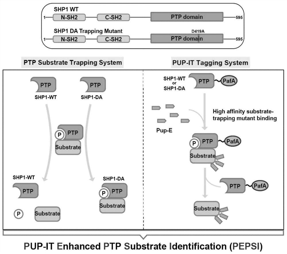 Tyrosine phosphatase substrate identification method