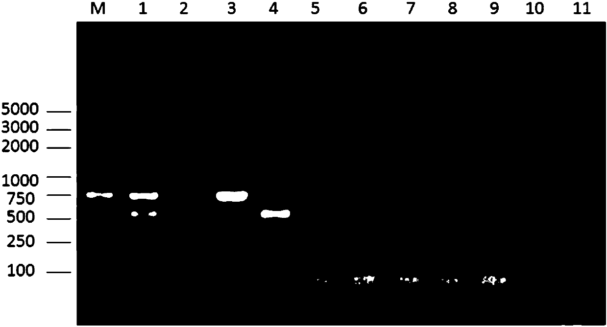 Rapid detection for duplex PCR primer pair of bacillus erysipelatos-suis and streptococcus suis, and kit, and method