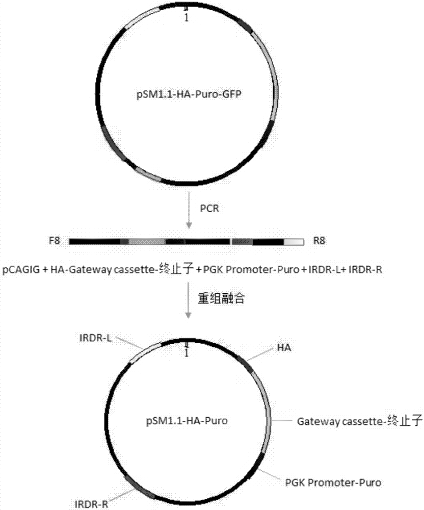 Plasmid vector for building overexpression stable system on basis of transposase and application thereof