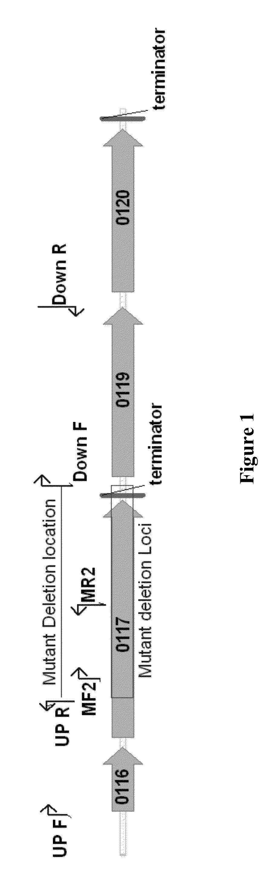 Microorganisms Having Enhanced Resistance To Acetate And Related Compositions And Methods of Use