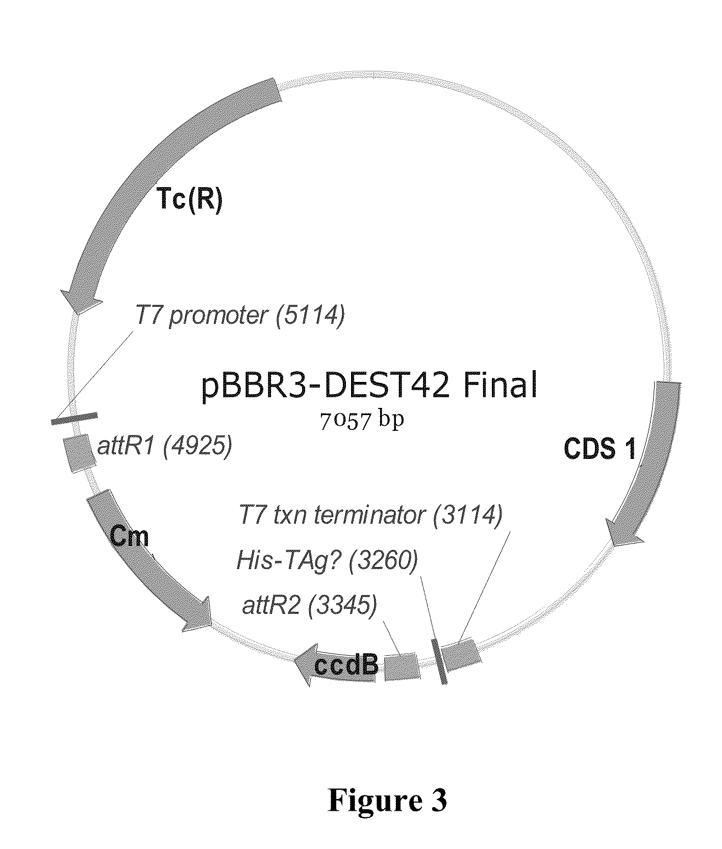 Microorganisms Having Enhanced Resistance To Acetate And Related Compositions And Methods of Use