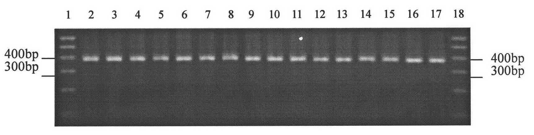 Method for detecting Marek's disease resistance homozygous genotype chicken