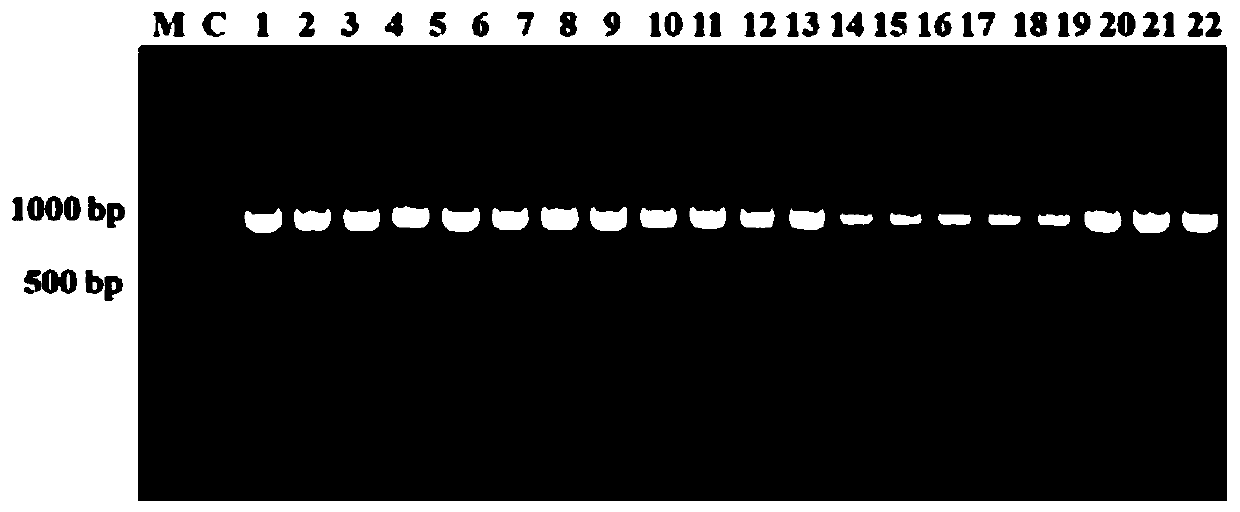 Method for efficiently identifying/screening clostridium butyricum and application thereof