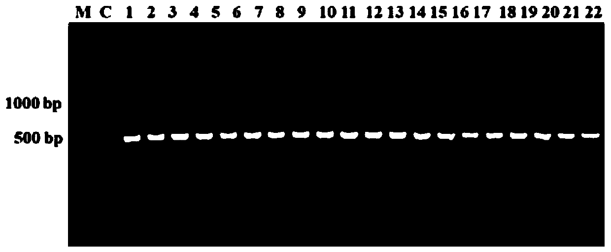 Method for efficiently identifying/screening clostridium butyricum and application thereof