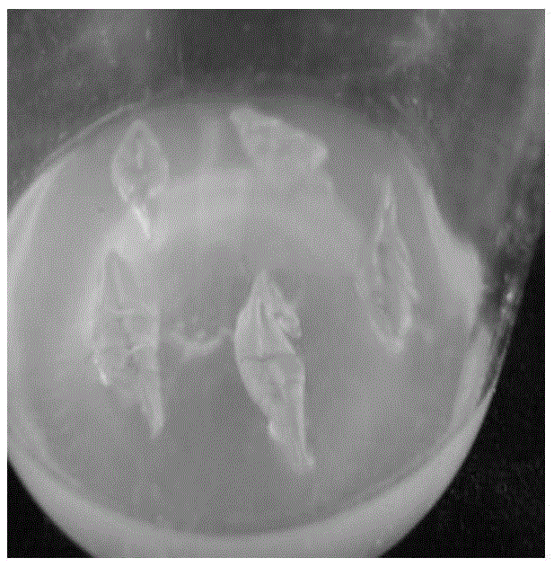 Kit culture medium for detached-leaf-somatic-embryo induced rapid propagation of sophora japonica