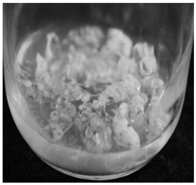 Kit culture medium for detached-leaf-somatic-embryo induced rapid propagation of sophora japonica