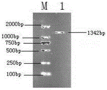 Pinctada martensii superoxide dismutase (PmECSOD) and application thereof