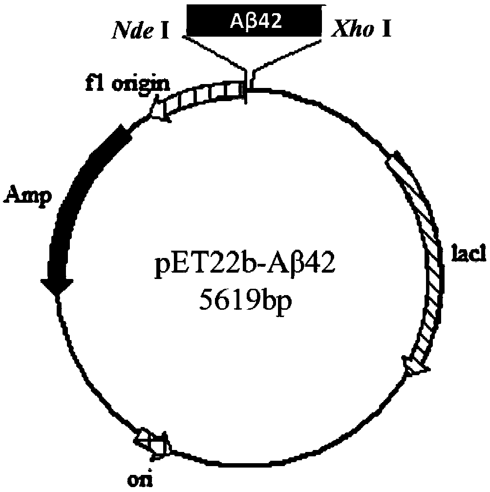 A[beta]42 modified protein and expression and purification method of A[beta]42 modified protein